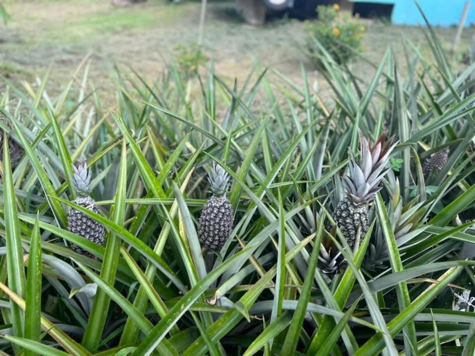 Durian Ecolodge Tampin Luaran gambar