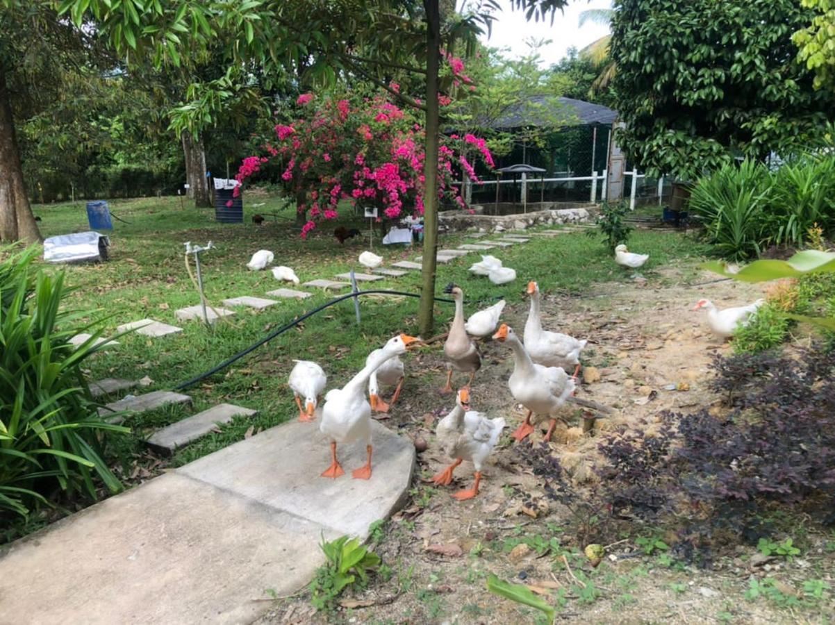 Durian Ecolodge Tampin Luaran gambar